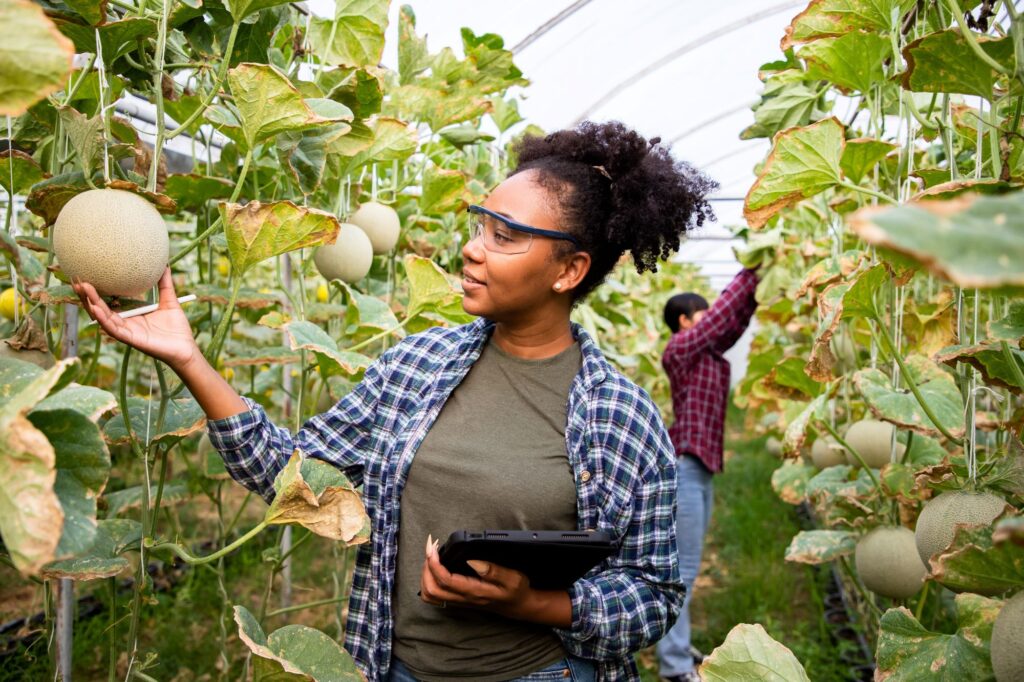 Female inspecting quality of melons with tablet in hand