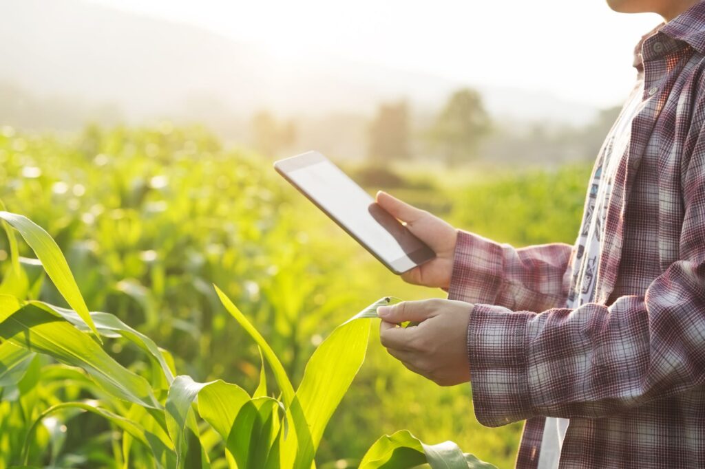 Man holding tablet in cornfield